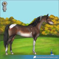 Horse Color:Brown Tobiano 