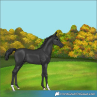 Horse Color:Black 