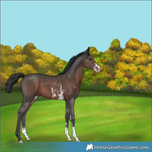Horse Color:Liver Chestnut Sabino 