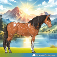 Horse Color:Bay Tobiano Appaloosa 