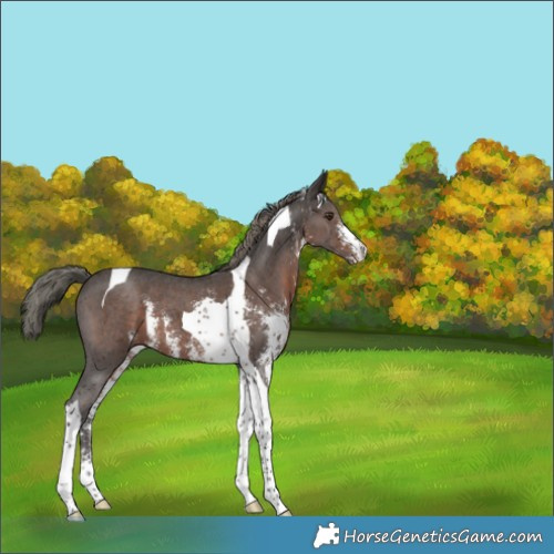 Horse Color:Liver Chestnut Mushroom Sabino Tobiano 