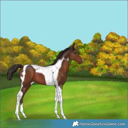 Horse Color:Liver Chestnut Tobiano 