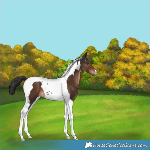 Horse Color:Liver Chestnut Tobiano 