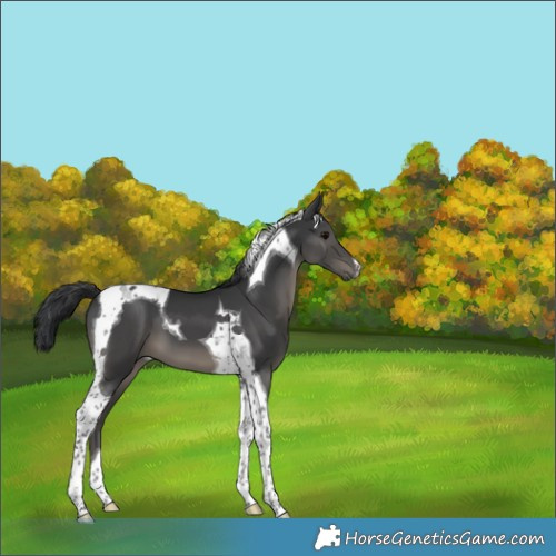 Horse Color:Black Tobiano 