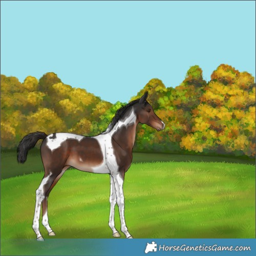 Horse Color:Liver Chestnut Tobiano 