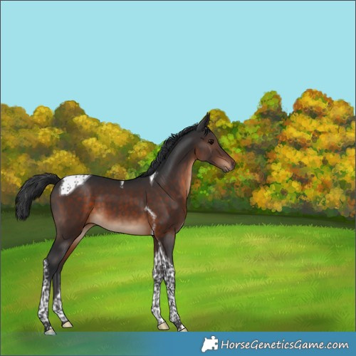 Horse Color:Brown Tobiano 