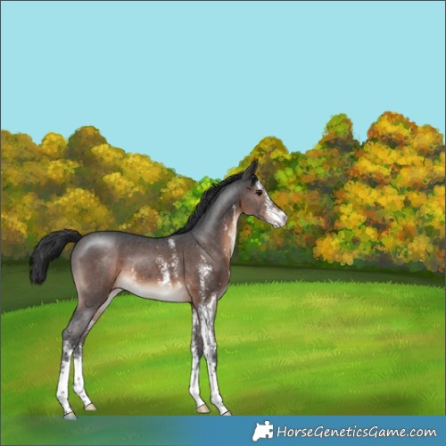 Horse Color:Brown Sabino 