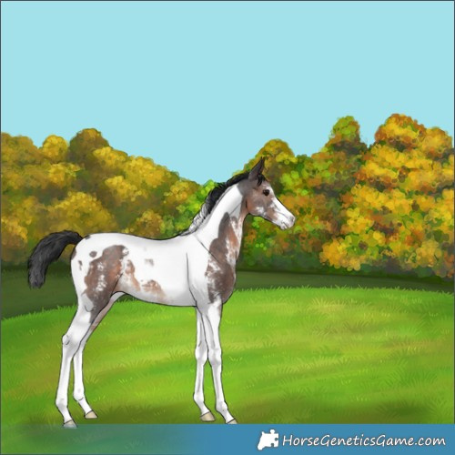 Horse Color:Brown Sabino Tobiano 