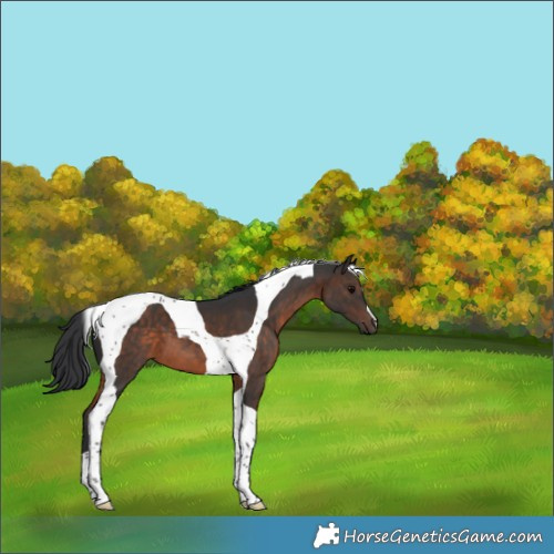 Horse Color:Brown Tobiano 