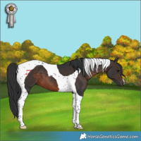 Horse Color:Brown Tobiano 