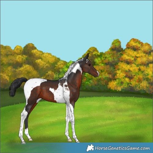 Horse Color:Brown Tobiano 