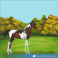 Horse Color:Brown Tobiano