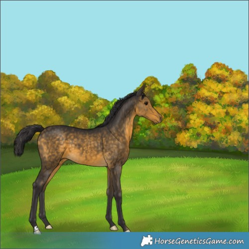 Horse Color:Buckskin 