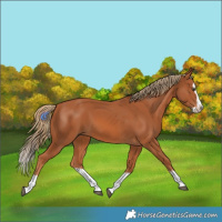 Horse Color:Chestnut Splash Frame 