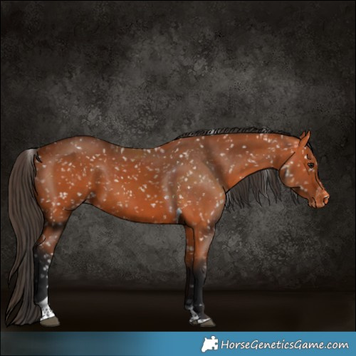 Horse Color:Bay Tobiano Appaloosa 