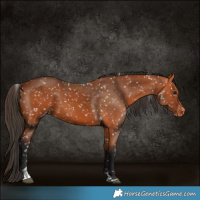 Horse Color:Bay Tobiano Appaloosa 