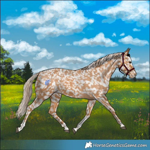 Horse Color:Chestnut Tobiano Appaloosa 