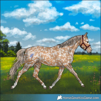 Horse Color:Chestnut Tobiano Appaloosa 