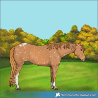 Horse Color:Chestnut Tobiano Snowflake Varnish