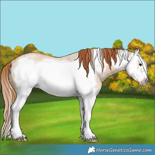 Horse Color:Red Dun Roan Splash Frame Rabicano 