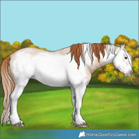 Horse Color:Red Dun Roan Splash Frame Rabicano 