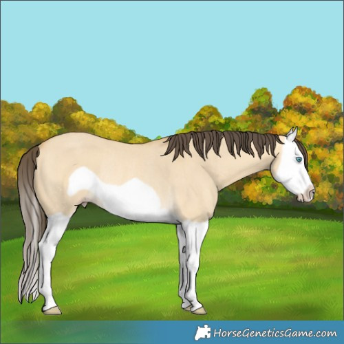 Horse Color:Amber Cream Champagne Dun Splash Frame Rabicano 