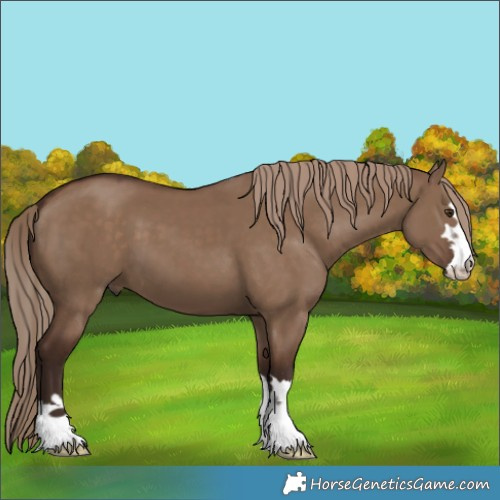 Horse Color:Liver Red Dun 