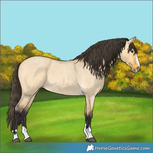 Horse Color:Buckskin Roan Dun