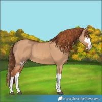 Horse Color:Red Dun Splash and Red Dun Splash