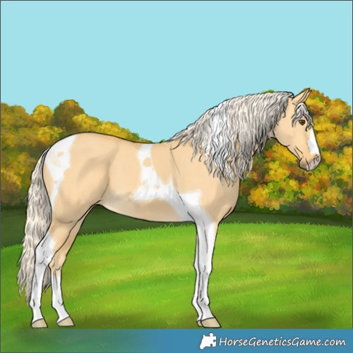 Horse Color:Palomino Dun Tobiano