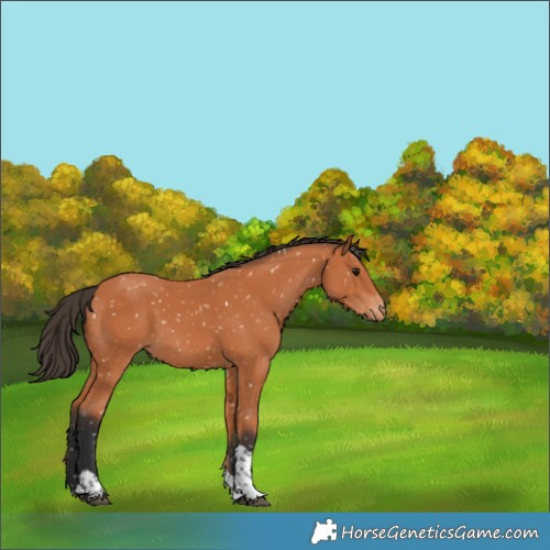 Horse Color:Bay Tobiano Appaloosa 