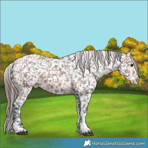 Horse Color:Bay Tobiano Appaloosa 