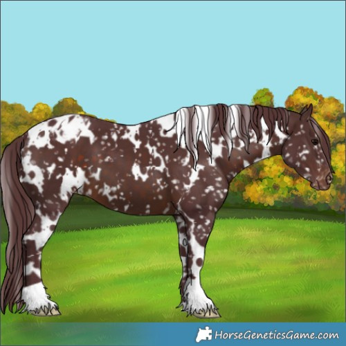 Horse Color:White Spotted Chocolate Brown Appaloosa