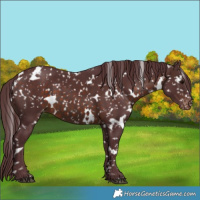 Horse Color:White Spotted Chocolate Brown Snowflake Varnish 