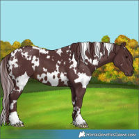 Horse Color:White Spotted Chocolate Brown 