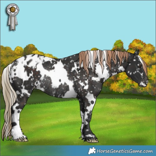 Horse Color:White Spotted Liver Chestnut Appaloosa Rabicano 