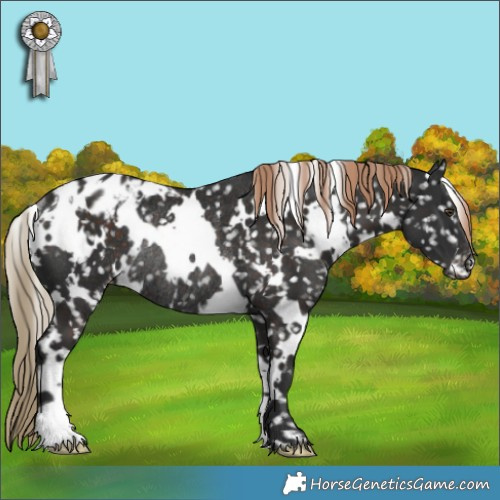 Horse Color:White Spotted Liver Chestnut Appaloosa Rabicano 