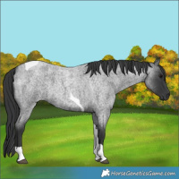 Horse Color:Blue Roan Tobiano