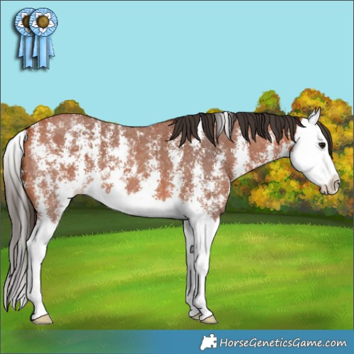 Horse Color:Bay Sabino Splash 