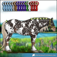 Horse Color:White Spotted Liver Chestnut Appaloosa 