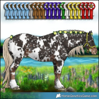 Horse Color:White Spotted Liver Chestnut Appaloosa 