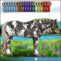 Horse Color:White Spotted Liver Chestnut Appaloosa 