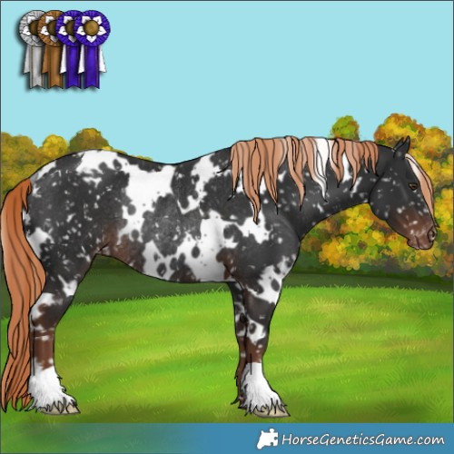 Horse Color:White Spotted Liver Chestnut Appaloosa Rabicano 