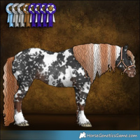 Horse Color:White Spotted Liver Chestnut Appaloosa Rabicano