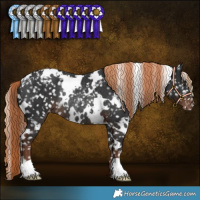 Horse Color:White Spotted Liver Chestnut Appaloosa Rabicano 