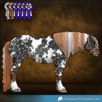 Horse Color:White Spotted Liver Chestnut Appaloosa Rabicano 