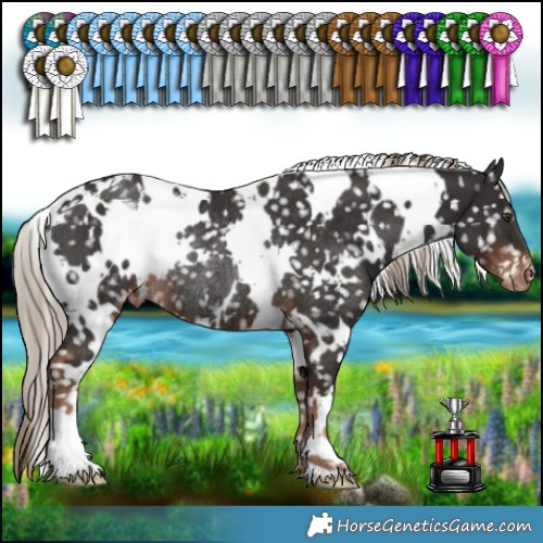 Horse Color:White Spotted Liver Chestnut Appaloosa Rabicano 