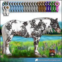 Horse Color:White Spotted Liver Chestnut Appaloosa Rabicano 
