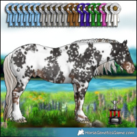 Horse Color:White Spotted Liver Chestnut Appaloosa Rabicano 