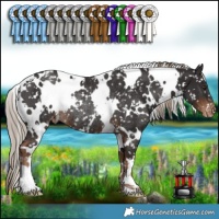 Horse Color:White Spotted Liver Chestnut Appaloosa Rabicano 